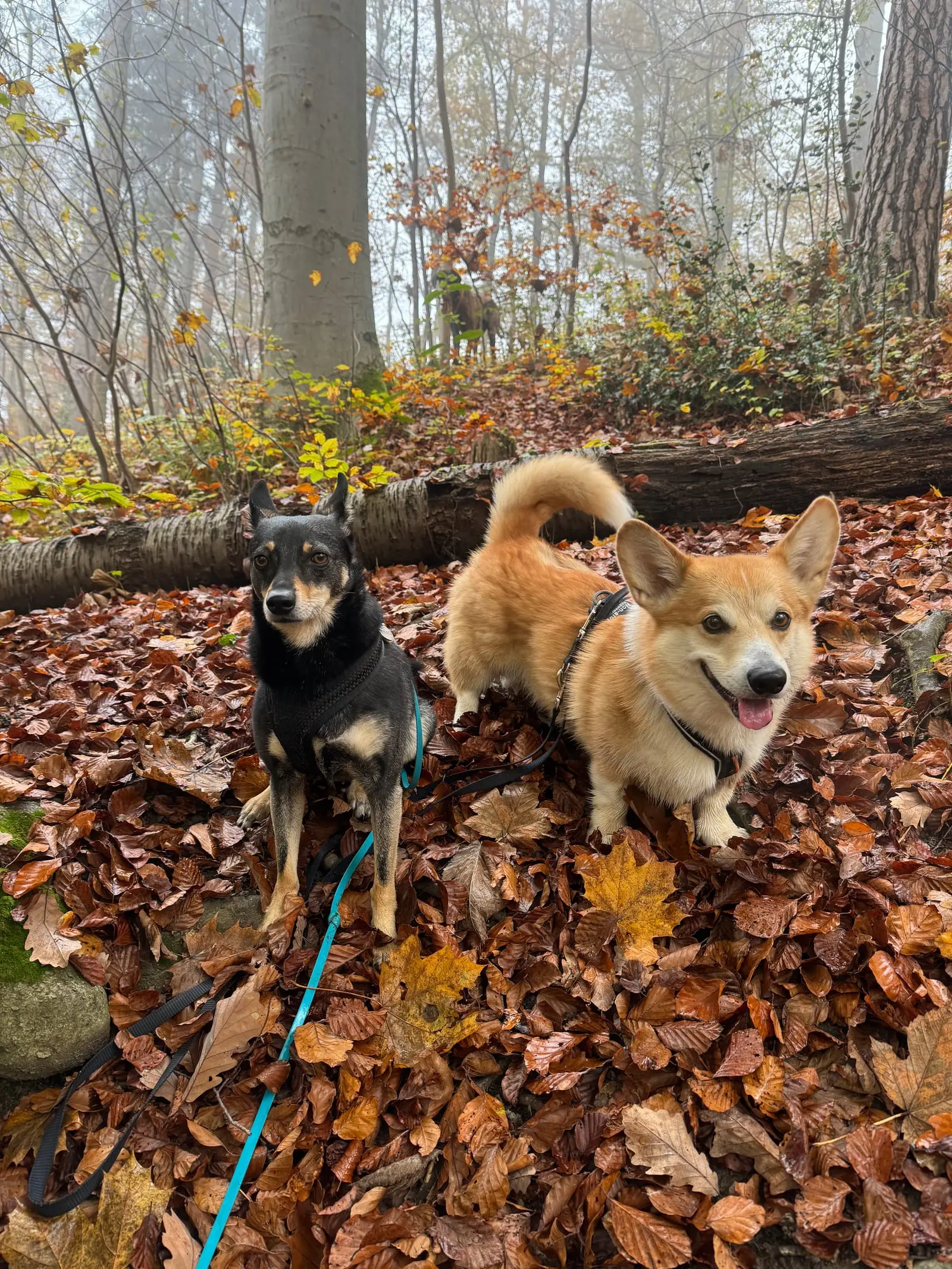 Drei Hunde sitzen im Herbstlaub vor einem umgestürzten Baum.