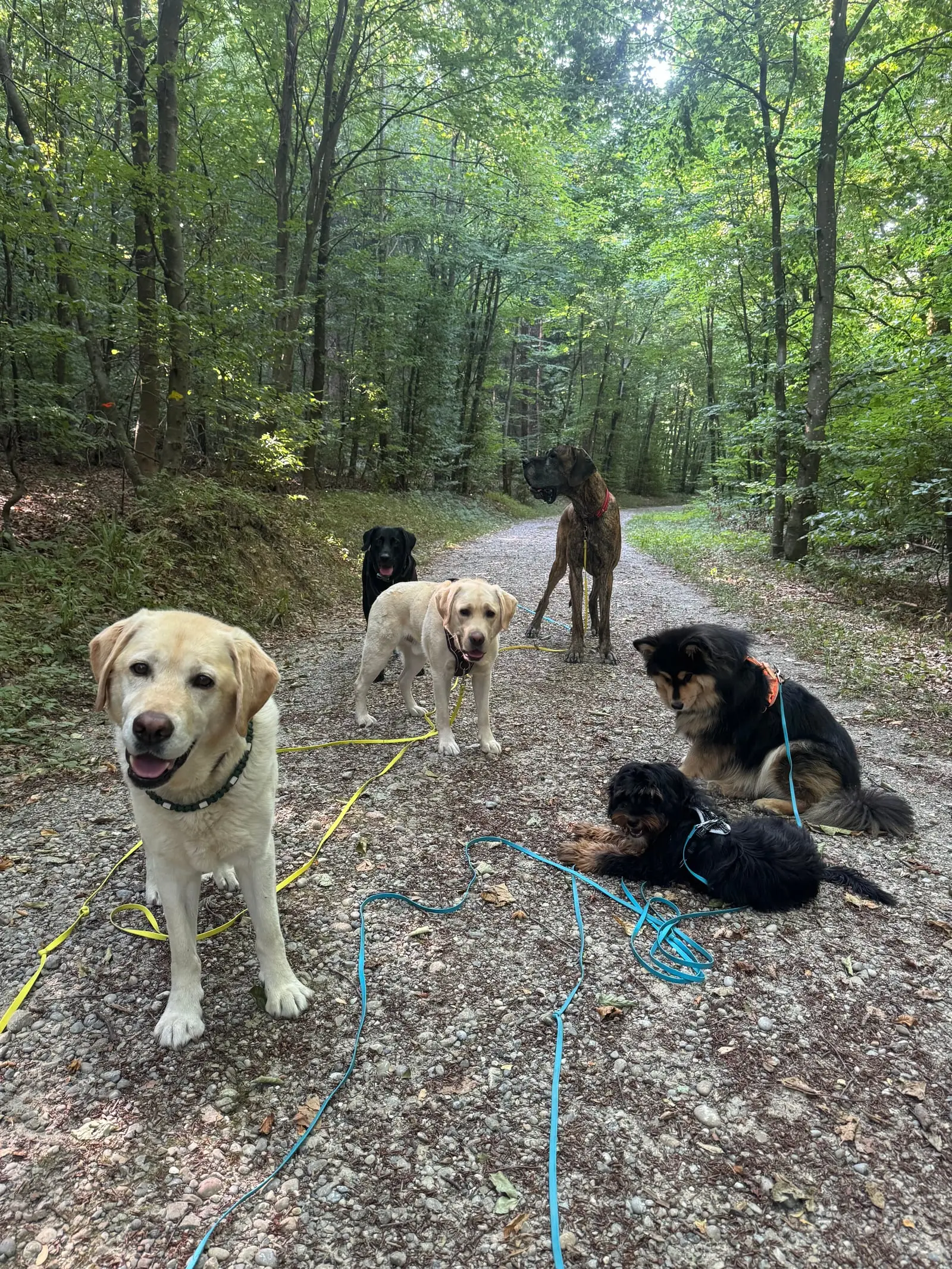 Ein heller Hund schaut in die Kamera, hinter ihm warten weitere Hunde auf dem Waldweg.