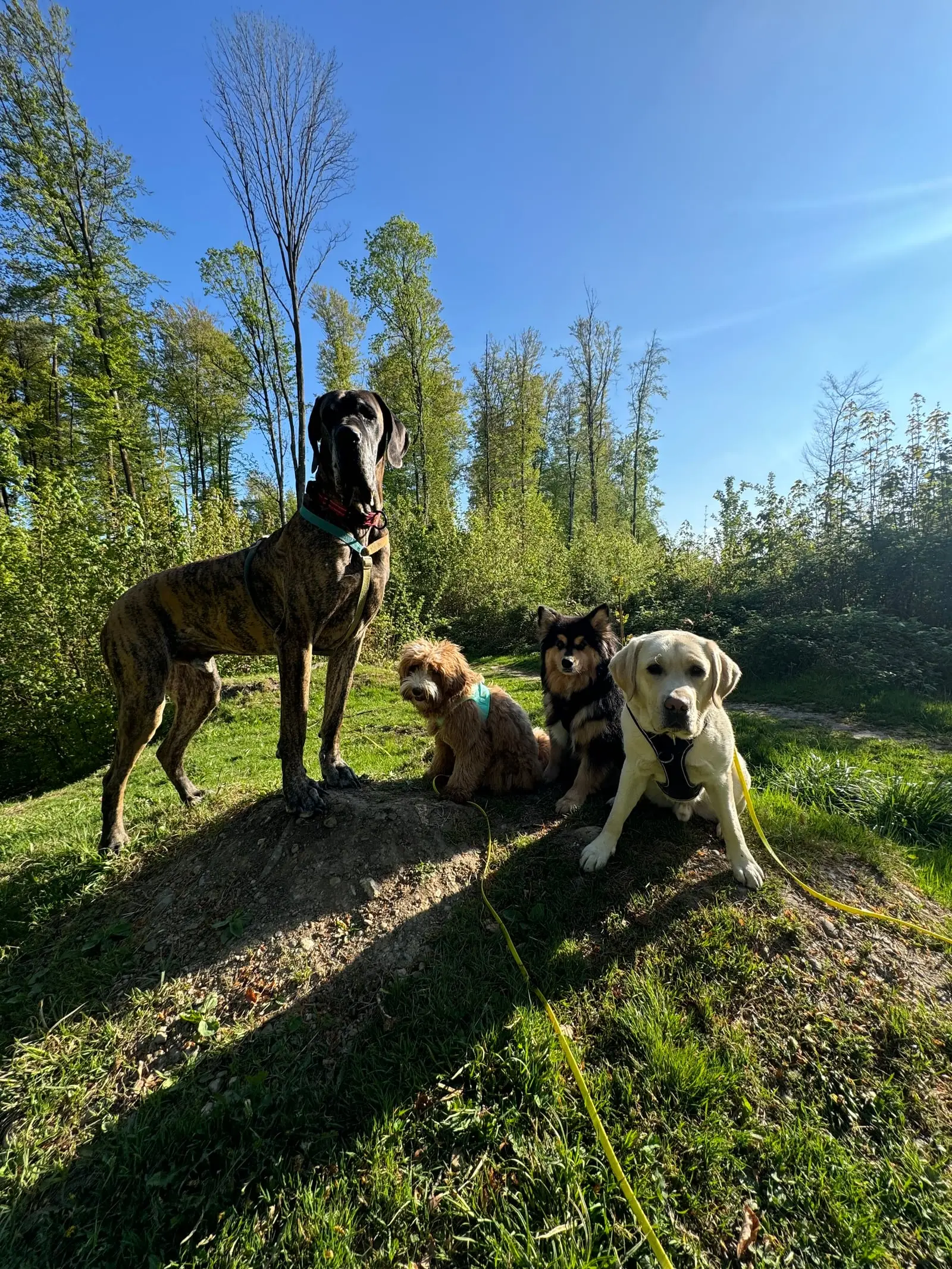 Ein grosser Hund steht auf einem sonnigen Hügel, drei kleinere liegen neben ihm.