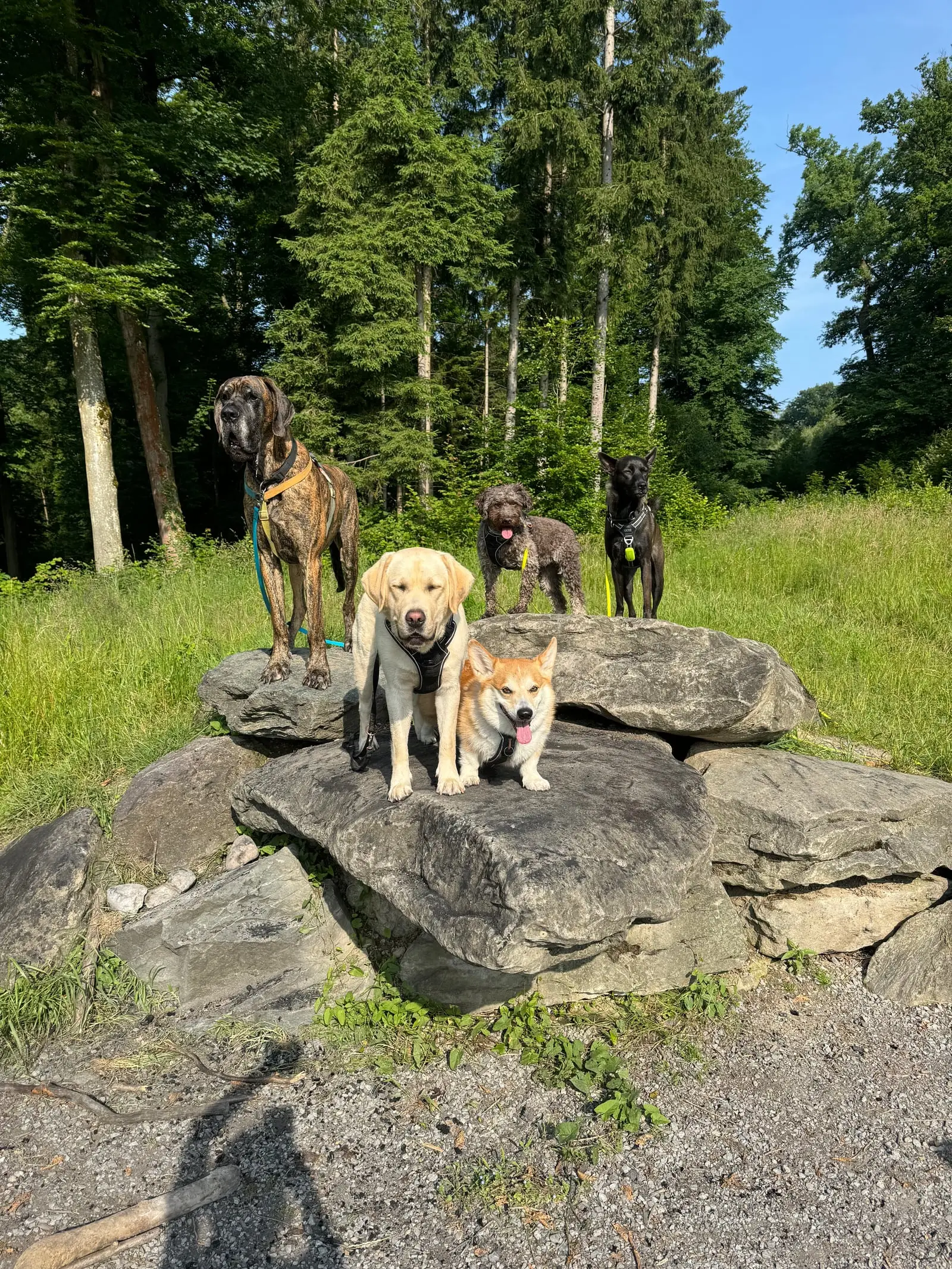 Drei Hunde auf einem grossen Felsen, zwei weitere stehen dahinter im Gras.