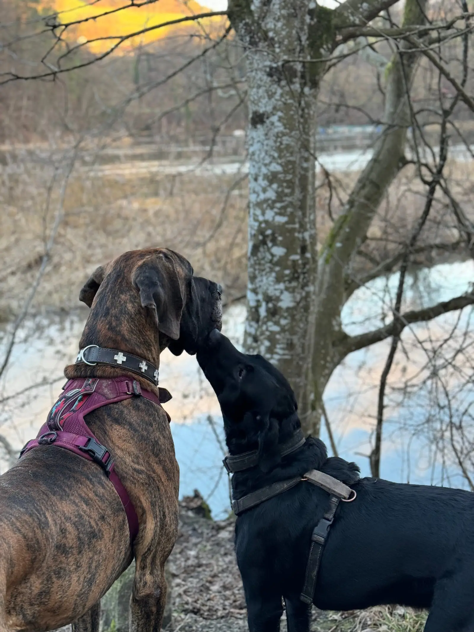 Zwei Hunde stehen Nase an Nase am Ufer eines Waldweihers.