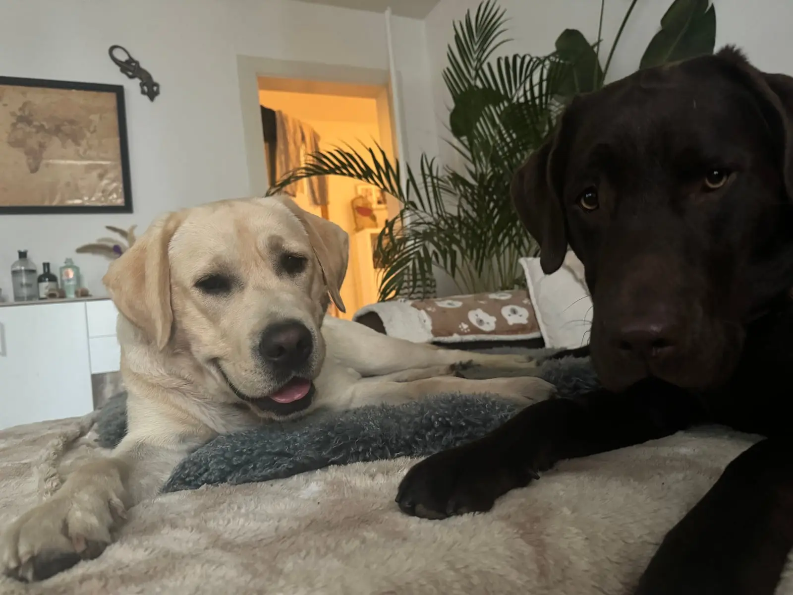 Ein heller und ein dunkler Hund liegen zusammen auf einem weichen Hundebett.